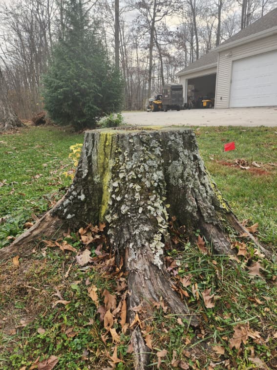 Stump Grinding in Hoagland, Indiana